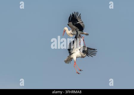 Deux cigognes blanches (ciconia ciconia) se battent en vol. Banque D'Images
