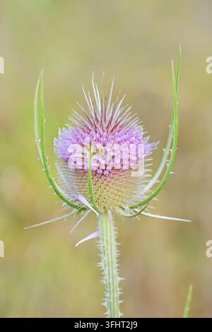 Teasel sauvage (Dipsacus fullonum, Dipsacus sylvestris), inflorescence, Rhénanie du Nord-Westphalie, Allemagne Banque D'Images