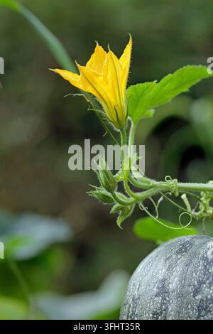 Grossissement d'une fleur de citrouille jaune avec vignes et courge à huile dans un environnement naturel, Horn Bad Meinberg Banque D'Images