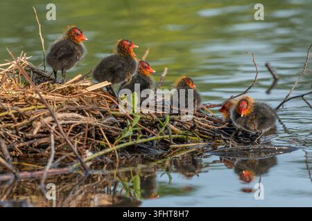 Poussins de coot de quelques jours (Fulica atra) dans leur nid. Bas rhin, alsace, grand est, France, Europe. Banque D'Images
