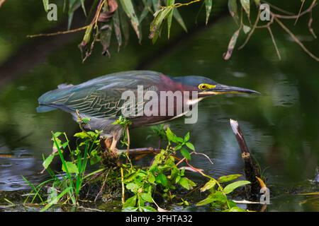 Héron vert immature guettant sa proie dans un marais/ Banque D'Images