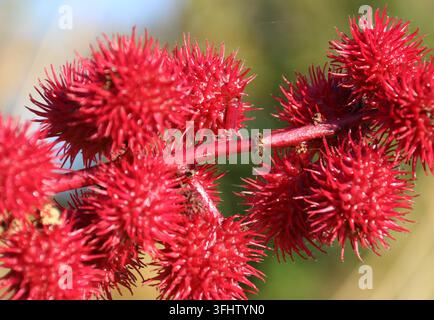 Ricinus communis Banque D'Images