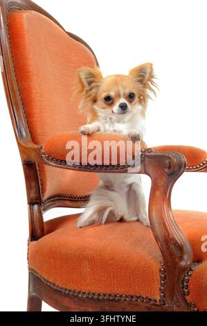 Chihuahua sur un fauteuil antique in front of white background Banque D'Images