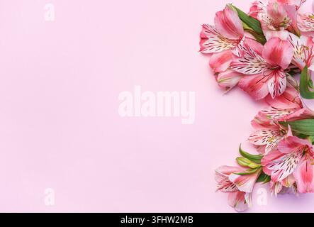 Magnifiques fleurs d'Alstroemeria sur fond rose Banque D'Images