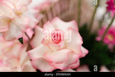 Gros plan de délicates roses dégradées rose et blanc en pleine floraison Banque D'Images