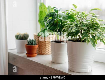 Plantes d'intérieur sur le rebord de la fenêtre Banque D'Images