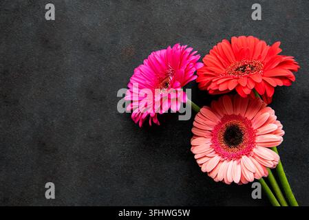 Fleurs de géranium vives sur fond noir Banque D'Images
