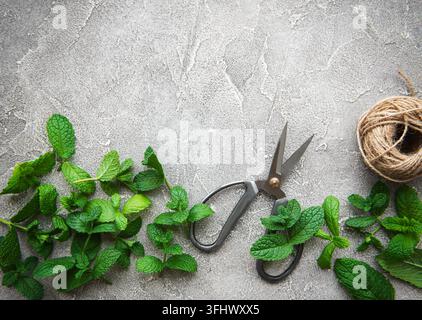 Feuilles de menthe fraîche Banque D'Images
