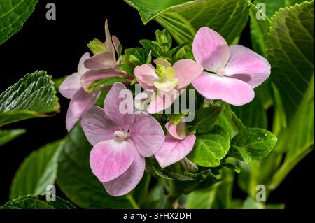Gros plan de délicates fleurs d'hortensia roses avec des feuilles vertes, sur un fond sombre et contrasté. Parfait pour la nature, floral et gard Banque D'Images