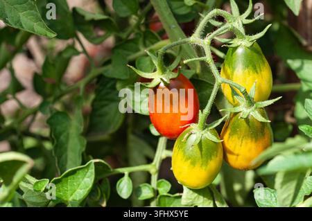 Tomates anciennes mûrissant sur la vigne avec des feuilles vertes vibrantes au soleil Banque D'Images
