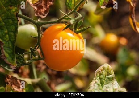 Tomate orange mûre poussant sur la vigne dans un cadre de jardin Banque D'Images
