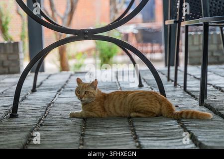 Chat tigré orange couché sur les carreaux du sol sous la table Banque D'Images