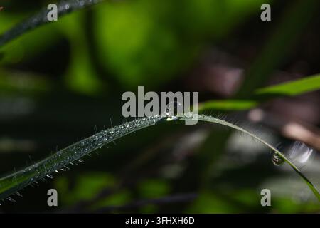 Photographie macro détaillée d'une seule goutte d'eau transparente scintillant sur une fine tige d'herbe poilue contre un fond naturel sombre et atmosphérique wi Banque D'Images