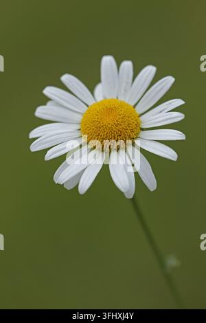 Marguerite commune (Leucanthemum vulgare) Banque D'Images