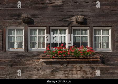 Quatre fenêtres blanches encadrées de petites fleurs rouges sur une façade en bois rustique Banque D'Images