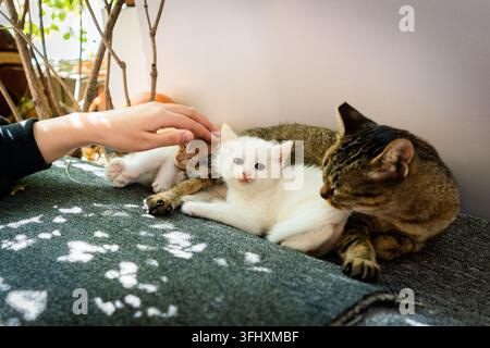 Main caressant doucement une portée de chatons errants avec leur mère chatte Banque D'Images