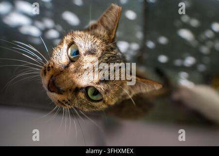 gros plan d'un chat tigré brun regardant vers le haut, yeux verts Banque D'Images