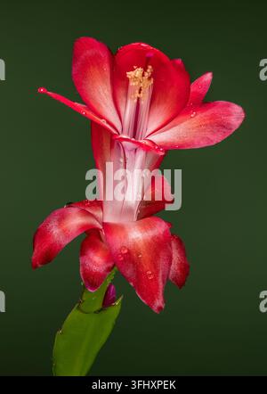 Fleur Schlumbergera rouge vif et blanc, prise verticale sur fond vert sombre Banque D'Images