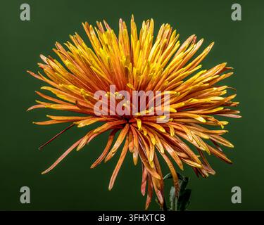 Chrysanthème araignée orange vif et jaune sur un fond vert profond Banque D'Images