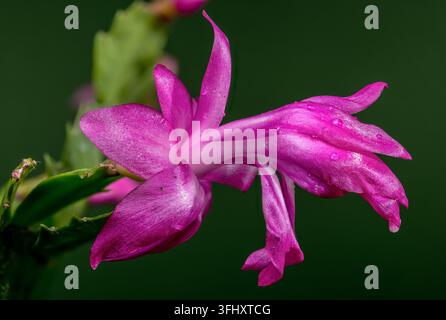 Fleur de cactus de Noël magenta en macro sur fond vert foncé Banque D'Images