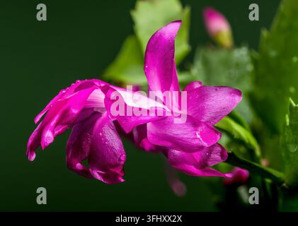 Fleur de cactus de Noël magenta en macro sur fond vert foncé Banque D'Images