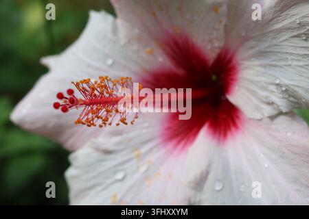Close-up d'une fleur d'hibiscus blanche vibrante avec un centre rouge-rose et des étamines proéminentes Banque D'Images