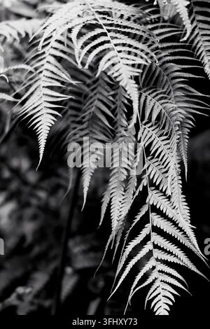 Close-up noir et blanc de frondes de fougère délicates dans un cadre naturel de forêt Banque D'Images