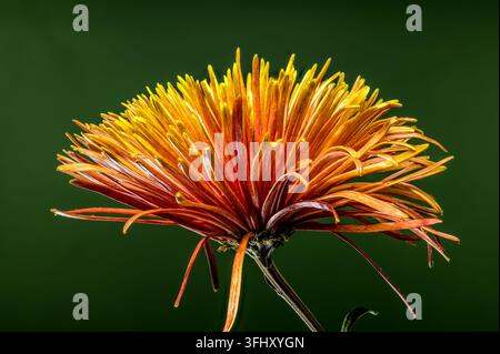 Chrysanthème araignée orange vif et jaune sur un fond vert profond Banque D'Images