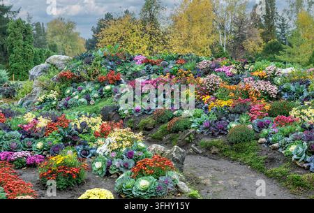 Beau parterre d'automne avec des chrysanthèmes colorés et du chou frisé Banque D'Images