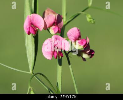 Pois plat (Lathyrus sylvestris) plante sauvage à fleurs Banque D'Images