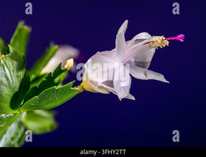 Fleur de cactus de Noël blanche et rose sur fond violet foncé Banque D'Images