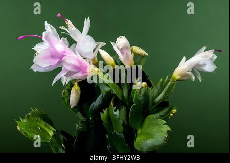 Gros plan de cactus de Noël blanc fleuri sur fond vert Banque D'Images