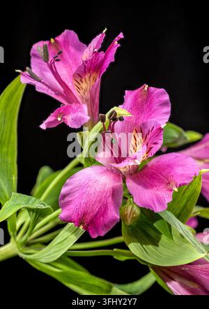 Belles fleurs de lis péruviennes Alstroemeria rose sur fond noir Banque D'Images