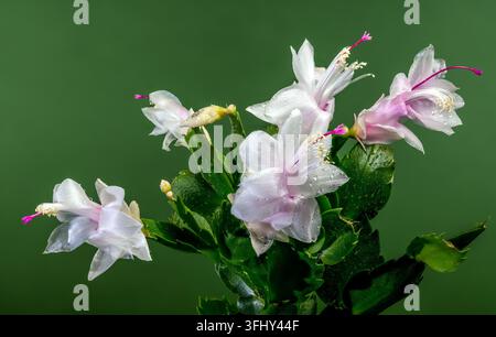 Gros plan de cactus de Noël blanc fleuri sur fond vert Banque D'Images