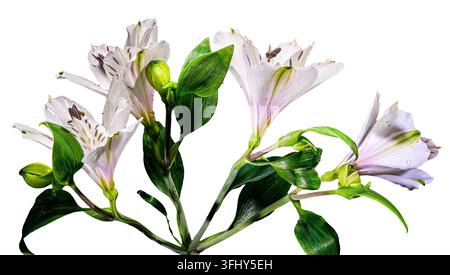 Fleurs d'Alstroemeria Everest blanches avec des boutons verts isolées sur blanc Banque D'Images