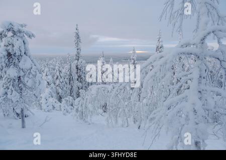 Dans le paysage hivernal époustouflant d'Akaslompolo, en Laponie, en Finlande, les arbres enneigés créent une scène paisible. Cette vue enchanteresse capture l'ess Banque D'Images