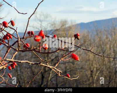 Des baies de rose vibrantes pendent d'un arbuste sec devant un arrière-plan flou de forêt, mettant en valeur la beauté délicate de la flore automnale dans une nature sauvage paisible Banque D'Images
