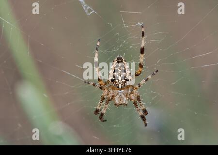 Une araignée jardin européenne (Araneus diadematus) est suspendue tête en bas au centre de sa toile en spirale sur un fond naturel doux et flou. Banque D'Images