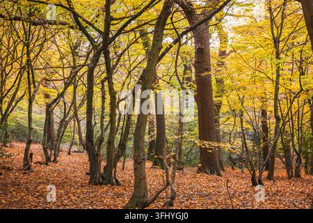 Belle scène d'automne dans la forêt de Highgate à North London Banque D'Images