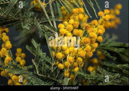 Gros plan de fleurs de mimosa jaune en fleurs sur une branche avec des feuilles vertes douces sur un fond sombre Banque D'Images