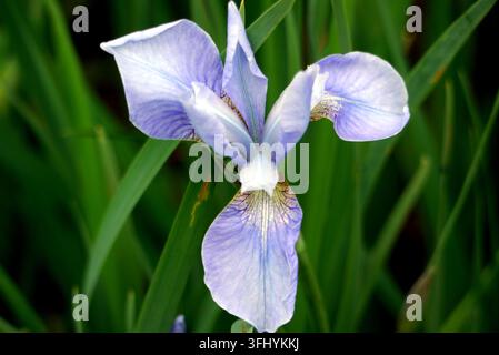 Iris bleu ciel unique 'Perry's Blue' (Iris sibirique) en exposition au RHS Garden Harlow Carr, Harrogate, Yorkshire, Angleterre, Royaume-Uni Banque D'Images