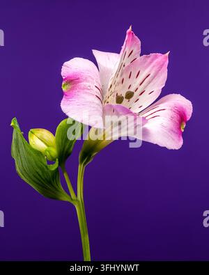 Bouquet de fleurs d'alstroémérie roses isolé sur un fond violet Banque D'Images