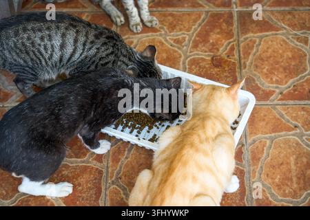 Le chat tigré, le chat noir et blanc et le chat orange étaient absorbés par leur repas autour de la gamelle et ne cédaient pas de place les uns aux autres sur Banque D'Images