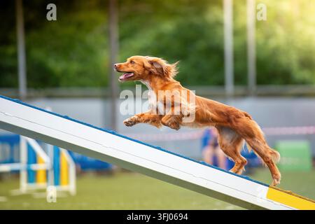 Joli chien spaniel courant sur une rampe d'agilité Banque D'Images