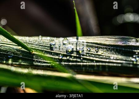 Des gouttes de rosée étincelantes s'accrochent à une lame d'herbe verte, photographiées en macro contre un fond sombre flou avec des reflets bokeh. Banque D'Images