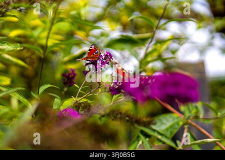 Papillons paons sur les fleurs violettes du buisson à papillons. Les papillons paons se nourrissent de fleurs violettes vives du buisson à papillons parmi un feuillage vert luxuriant dans un Banque D'Images