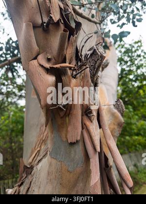 Gros plan d'écorce pelée sur le tronc d'un eucalyptus dans un jardin boisé Banque D'Images