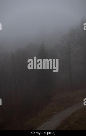 Le conifère solitaire émerge d'un épais manteau de brouillard dans un cadre boisé, créant une ambiance sombre pour des concepts de nature liés au mystère, à la solitude, a Banque D'Images