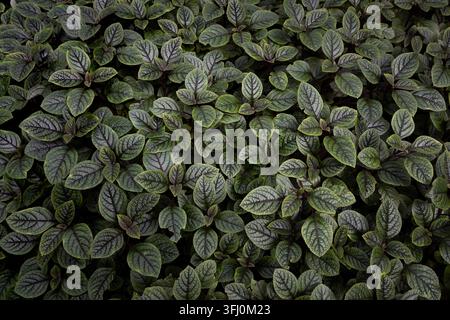 Des feuilles tropicales vert foncé luxuriantes forment une texture en plein cadre vue par-dessus, un motif organique dense et un feuillage vibrant mettant en valeur la croissance naturelle Banque D'Images
