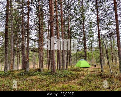 Une tente vert vif est installée sur le sol de la forêt entourée de grands pins et d'une végétation basse et verte dans le paysage pittoresque de la Laponie, en Finlande Banque D'Images